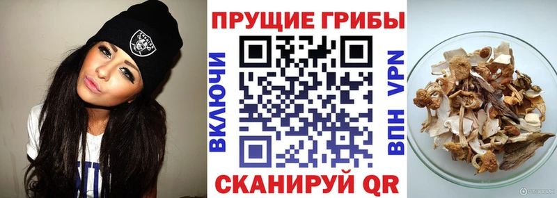Псилоцибиновые грибы прущие грибы Кандалакша